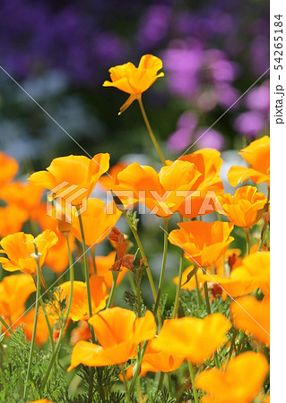 ハナビシソウ 54265184