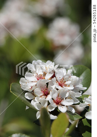 シャリンバイ 54265188