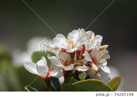 シャリンバイ シャリンバイ 54265198