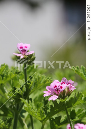 ローズゼラニウム 54265202