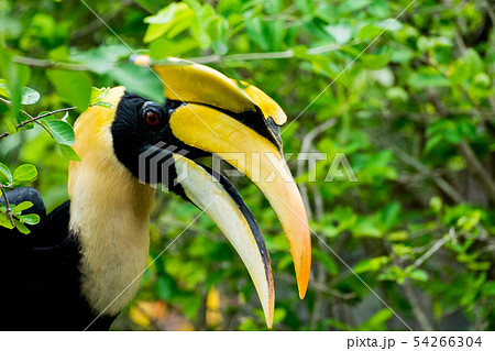 Hornbill in wildlife breeding station. 54266304