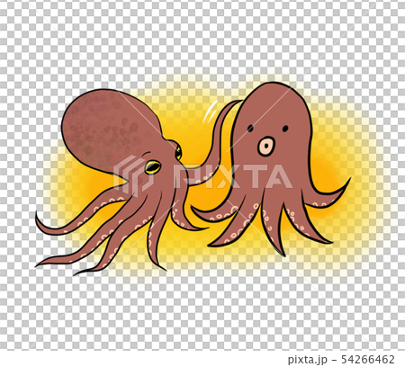  タコ 2匹 タコ2匹のイラスト素材 [54266462] - PIXTA