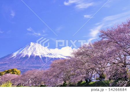富士山と桜 54266684