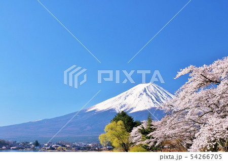 日本の春　富士山と桜 54266705