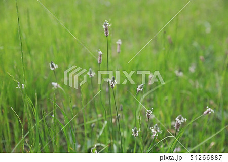 ヘラオオバコ 54266887