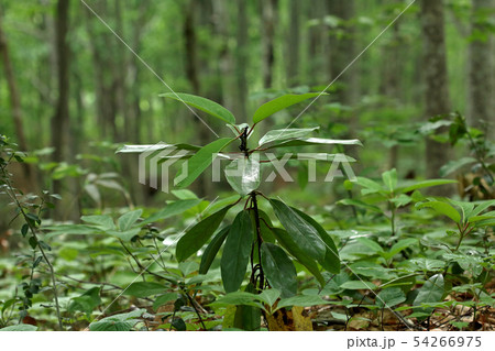 ブナ林内に生育するエゾユズリハー癒しの森　福島県只に町 54266975