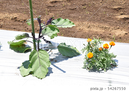 ナス畑 ナス畑 54267550