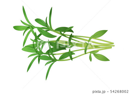 fresh herbs isolated on white background. Spring greens hand draw illustration 014 fresh herbs isolated on white background. Spring greens hand draw illustration 014 54268002