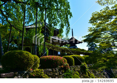 善峯寺 遊龍の松 日本一の松と多宝塔 善峯寺 遊龍の松 日本一の松と多宝塔 54269695