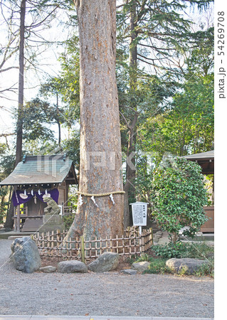 平塚　前鳥神社　御神木　大欅 54269708