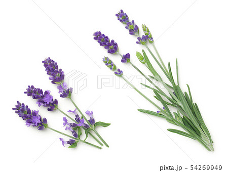 Lavender Flowers Isolated On White Background Lavender Flowers Isolated On White Background 54269949