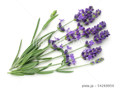 Lavender Flowers Isolated On White Background Lavender Flowers Isolated On White Background 54269950