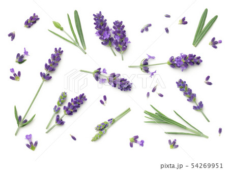 Lavender Flowers Isolated On White Background 54269951