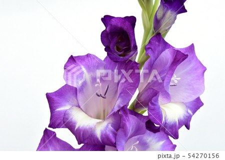 グラジオラス 紫色 54270156
