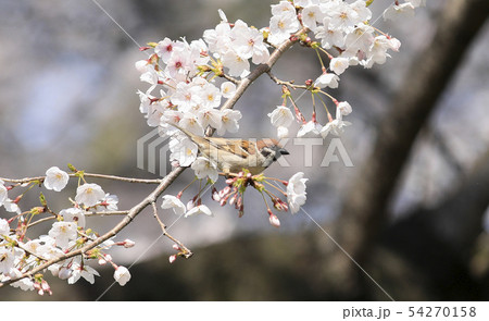 サクラと雀　すずめ　スズメ　雀　小鳥　野鳥　日本の小鳥　日本の野鳥 54270158