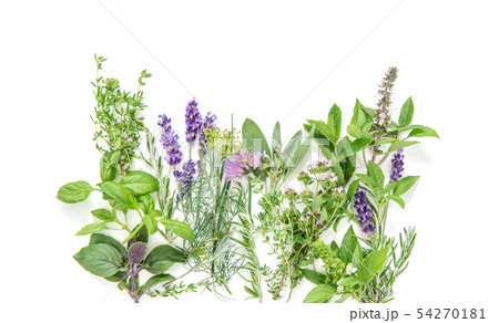 Fresh herbs Basil rosemary sage thyme mint dill 54270181