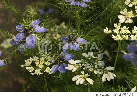 日陰のニゲラとオルレアの花のクローズアップに木漏れ日があたるの写真素材