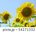 ヒマワリと空 54271332