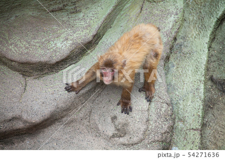 ニホンザルの子供 54271636
