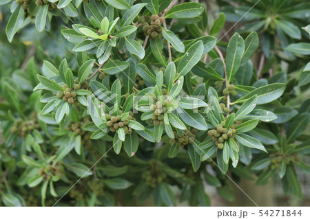 ヤマモモ 54271844