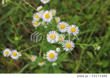 ハルジオン 54271986