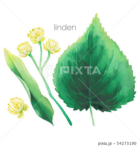 Watercolor Set Of Linden Flowers And Leaves のイラスト素材