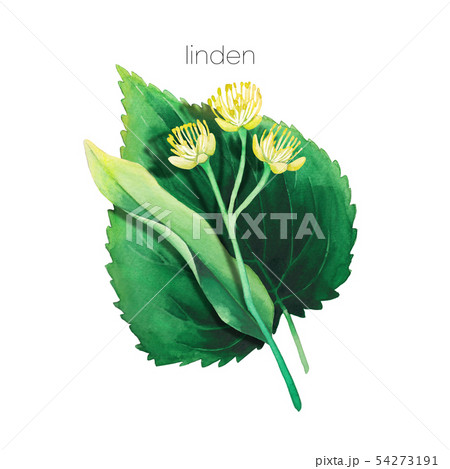 Watercolor Linden Plant Isolated On White のイラスト素材