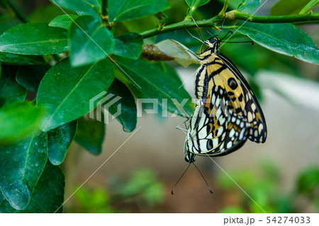 Butterflies are breeding on green leaves in garden Butterflies are breeding on green leaves in garden 54274033