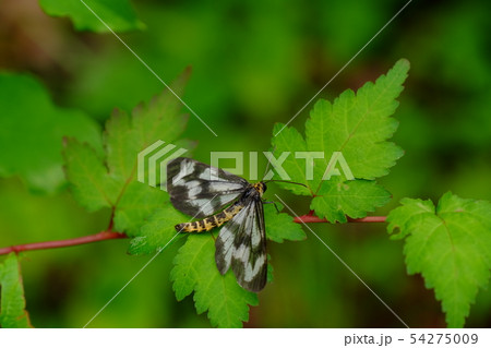 ヒロオビトンボエダシャク 54275009