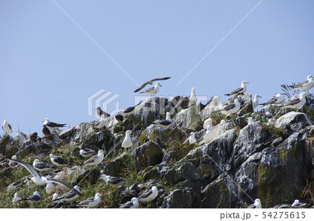 天然記念物に指定されているウミネコの繁殖地 54275615