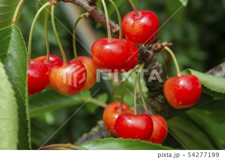さくらんぼ 54277199