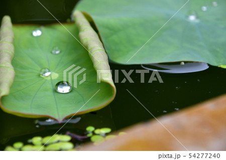 鎌倉　覚園寺　蓮　水滴 54277240