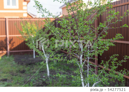 Village, summer and yard concept - Small garden trees. Village, summer and yard concept - Small garden trees. 54277521