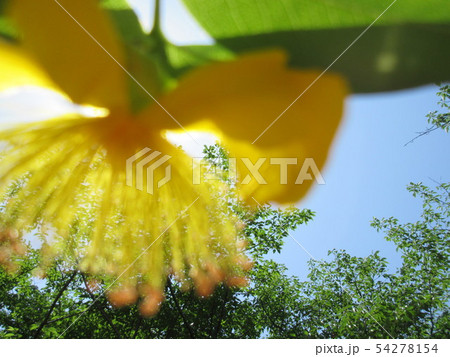 花向こうの緑 54278154