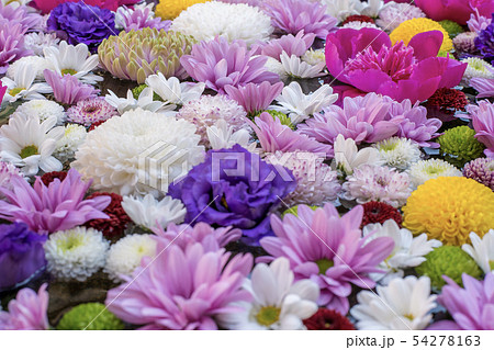 京都・六角堂の花 54278163