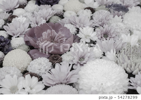 （セピア）京都・六角堂の花 54278299