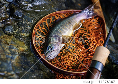 南アルプスのイワナ 54278387