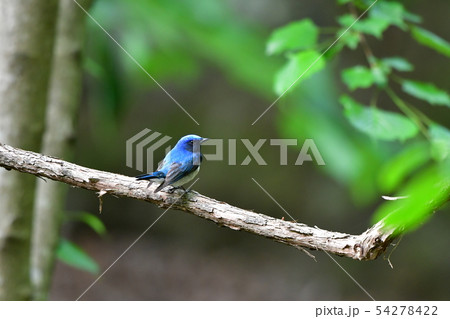 オオルリ 54278422