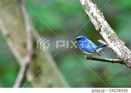 オオルリ 54278426