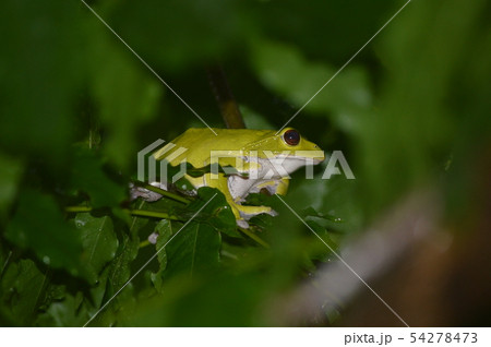 モリアオガエルの雌 54278473