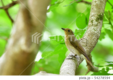オオルリ雌 オオルリ雌 54278594