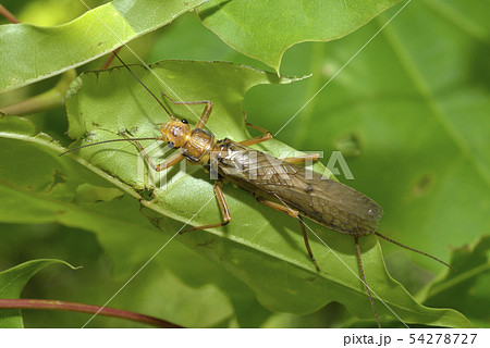 カワゲラ　♀ 54278727