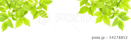 Green leaves white background Spring summer tree Green leaves white background Spring summer tree 54278852