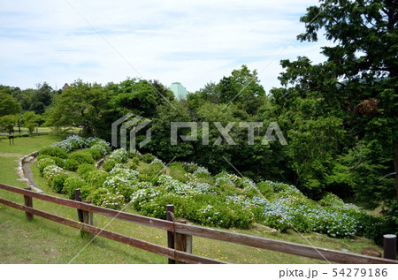 丹後王国 あじさい園の紫陽花 丹後王国 あじさい園の紫陽花 54279186