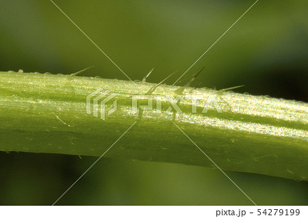 イラクサの棘 イラクサの棘 54279199