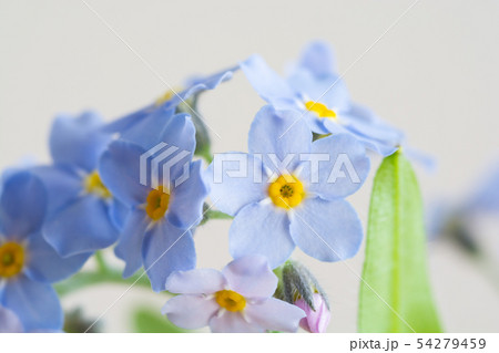 白背景の青いワスレナグサの写真素材