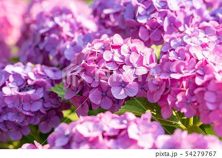 岡山県　種松山公園の紫陽花 54279767