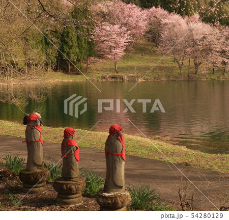 中綱湖の桜 中綱湖の桜 54280129