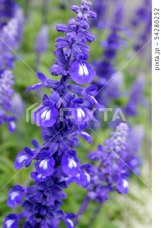 ブルーサルビア：サルビアファリナセナの植栽花壇 54280252