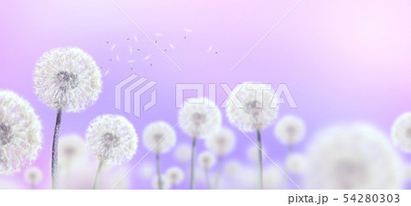 white dandelions on mauve background 54280303